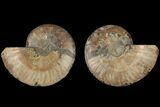 Bargain, Cut & Polished, Agatized Ammonite Fossil - Madagascar #184137-1